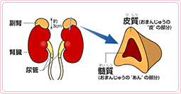 副腎の構造　アトピー